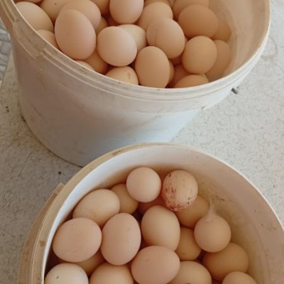 Doğal Gezen Yumurta Çiftliği - Köy Yumurta Üretimi