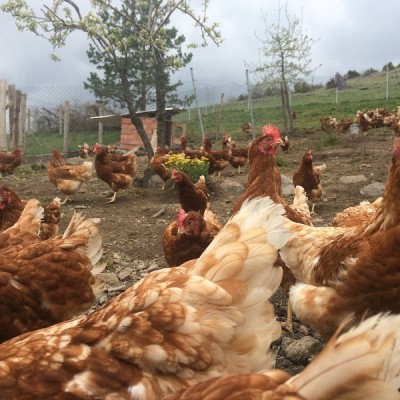 Gezeyum Gezen Tavuk Yumurta Çiftliği