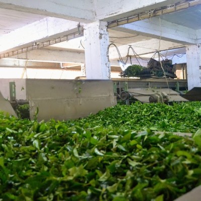 Kıvam Çay / Hantal Çay Sanayi Ve Ticaret Anonim Şirketi