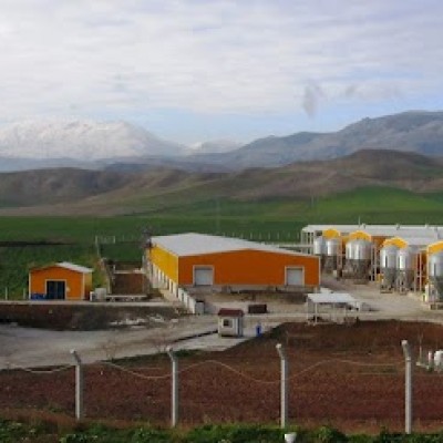 Şişman Yumurta